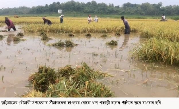 কুড়িগ্রামের রৌমারী হাওর অঞ্চলের বোরো ধান পাহাড়ী ঢলের পানিতে ডুবে দিশেহারা কৃষকরা