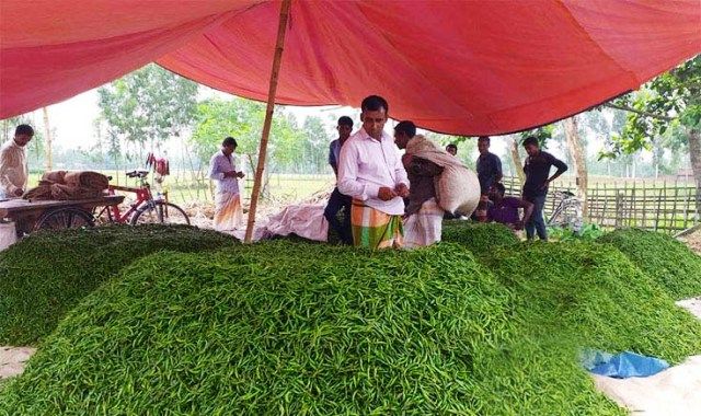 সৈয়দপুরে ১০ কেজি আলুর দামে ১ কেজি কাঁচা মরিচ
