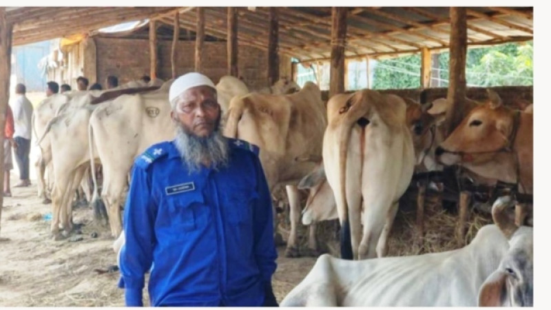 কক্সবাজারের ঈদগাঁওতে মিয়ানমারের ১৫৫টি গরু-মহিষ জব্দ