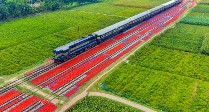 ঠাকুরগাঁওয়ে রেললাইন নয় যেনো লাল সবুজের গালিচা