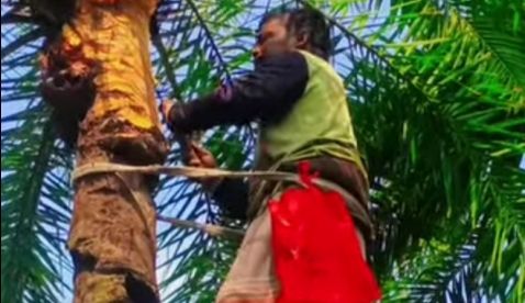 আসছে শীত, আত্রাইয়ে বাড়ছে গাছিদের খেজুরের রস সংগ্রহের ব্যস্ততা