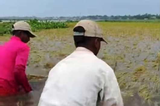 নাসিরনগরে ভারীবৃষ্টিতে তলিয়ে গেছে প্রায় ৫শ বিঘা জমির পাকা ধান,দিশেহারা কৃষক