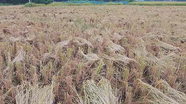 তানোরে জমি থেকে আধাপাকা ধান চুরির অভিযোগ