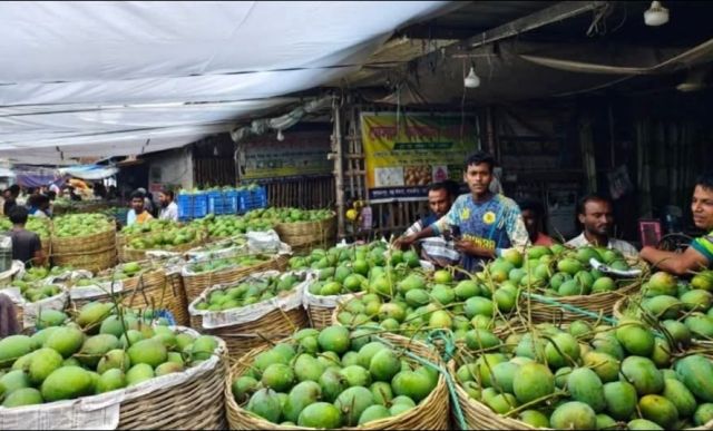 সাতক্ষীরায় আমের ব্যাপক ফলন : দামে হতাশ চাষিরা