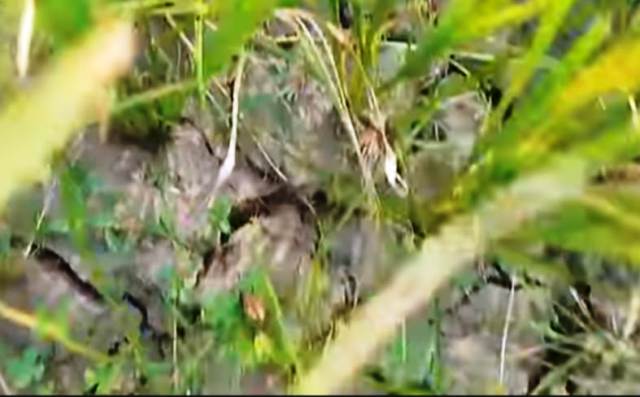 তানোরে সেচ না দেওয়ায় বোরো ধানের জমি ফেটে চৌচির, মরে যাচ্ছে পাতা