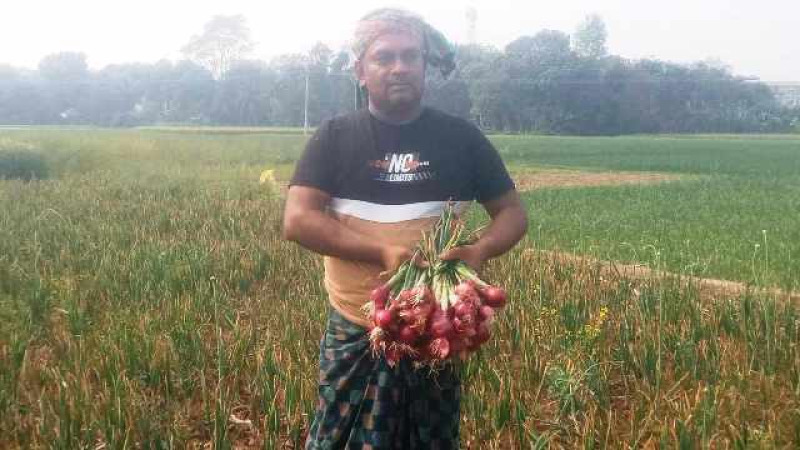 মাগুরার শ্রীপুরে মুন্সি জাহাঙ্গীর পেঁয়াজ চাষে বিপ্লব ঘটিয়েছেন