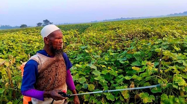 ইসলামপুরের শসায় বাম্পার ফলনে কৃষকের মূখে ফুটেছে হাসি