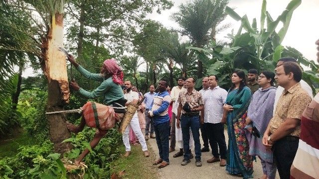 যশোরে জিআই পণ্য খেজুর গুড় সংগ্রহে গাছ কাটার উদ্বোধন