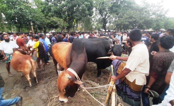 সৈয়দপুরের ঢেলাপীর পশুর হাট এখনো জমে উঠেনি