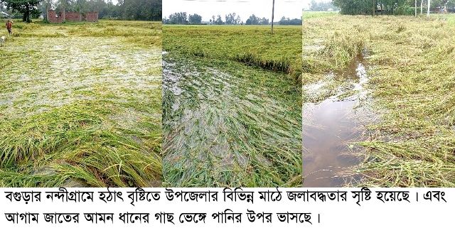 হঠাৎ বৃষ্টিতে নন্দীগ্রামে ফসলের মাঠে জলাবদ্ধতা ধান, মরিচ ও সবজির ব্যাপক ক্ষতির আশঙ্কা