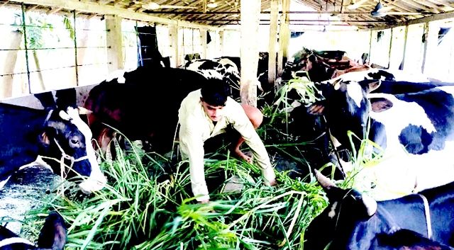 কোরবানির ঈদকে সামনে রেখে গরু প্রস্তুতে ব্যস্ত ভোলার খামারিরা