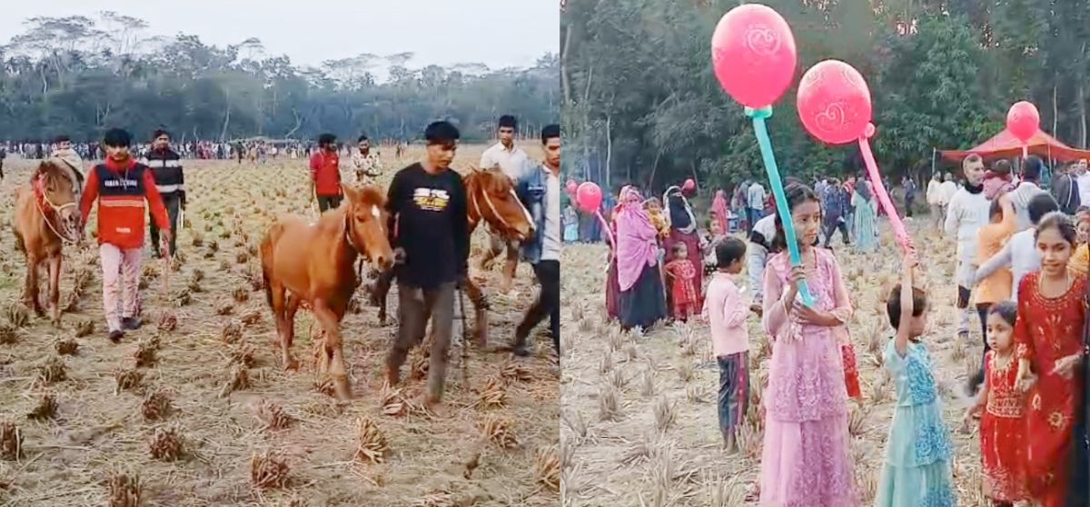 ধানকাটা শেষে অলস মাঠে নলছিটিতে ঘোড়দৌড়ে আবহমান বাংলার রূপ