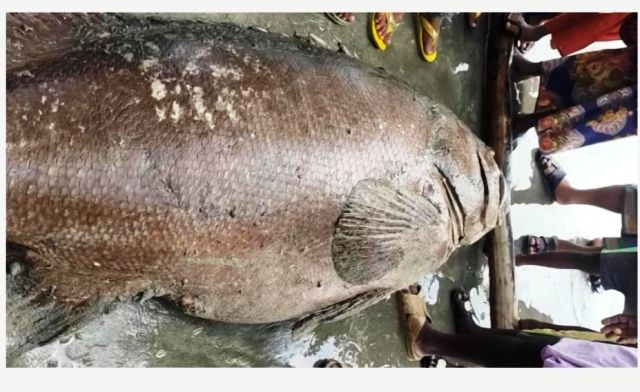 সেন্টমার্টিনে বড়শিতে ধরা পড়লো  ৬৫ কেজি ওজনের ভোল মাছ