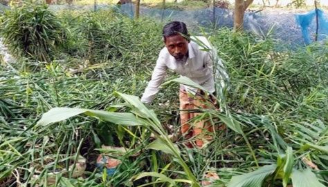 নওগাঁর রাণীনগরে পতিত জমিতে বস্তায় আদা চাষ প্রকল্পে ব্যাপক অনিয়মের অভিযোগ