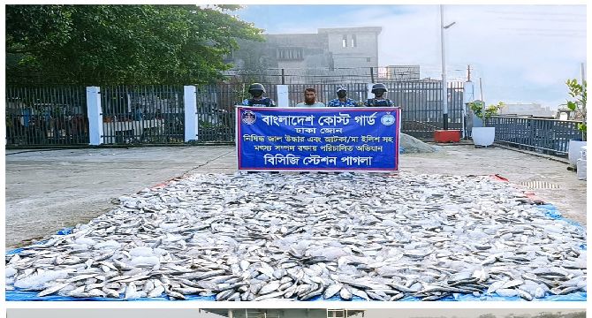 নারায়ণগঞ্জ ও মুন্সিগঞ্জে কোস্ট গার্ডের পৃথক ২ টি অভিযানে ৩ হাজার কেজি জাটকা জব্দ