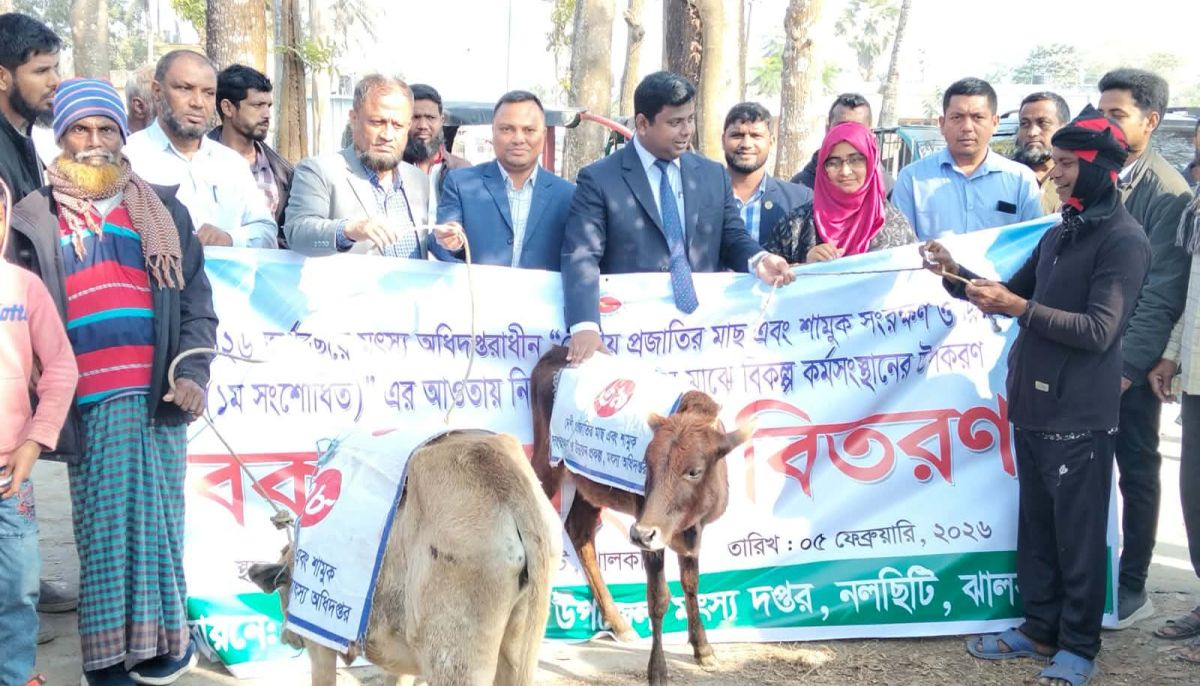 নলছিটিতে জেলেদের বিকল্প কর্মসংস্থানে ৬০টি বকনা বাছুর বিতরণ