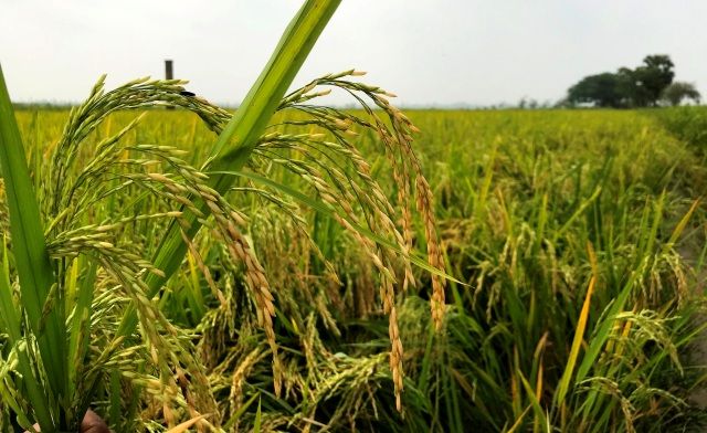 আমন ধানের শীষে দুলছে কৃষকের স্বপ্ন