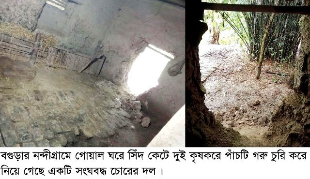 নন্দীগ্রামে সিঁদ কেটে দুই কৃষকের গোয়াল ঘর থেকে পাঁচটি গরু চুরি