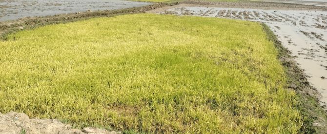 তানোরে বিএমডির বীজে বিপর্যস্ত বীজতলা  হতাশ বোরো চাষীরা