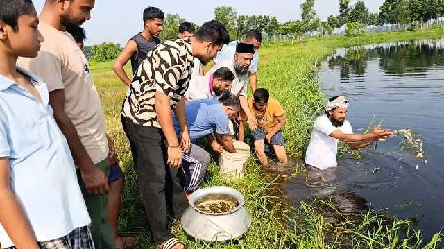 নবীনগরের সাহারপাড়ে খালে পাঁচ হাজার দেশীয় মাছের পোনা অবমুক্ত করলেন ড. মাছউদুর রহমান