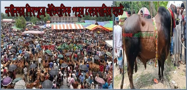 ব্রাহ্মণবাড়িয়ার নবীনগর শিবপুরে ঐতিহাসিক পশুর কোরবানির হাটে, সর্বোচ্চ মূল্যে বিক্রি হওয়া গরু ক্রয় করলেন শিশু মিয়া