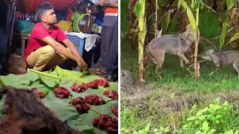 খাসির মাংস বলে কুকুর বা শিয়ালের মাংস বিক্রির ঘটনা উদ্বেগজনক ভাবে বাড়ছে