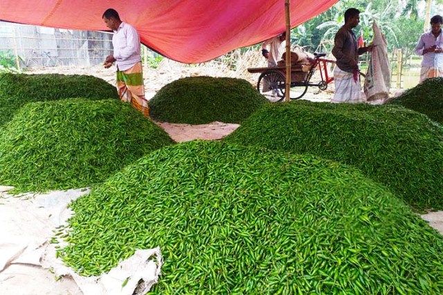সৈয়দপুরে কাঁচা মরিচ মিলছে ১০ টাকা কেজি দরে