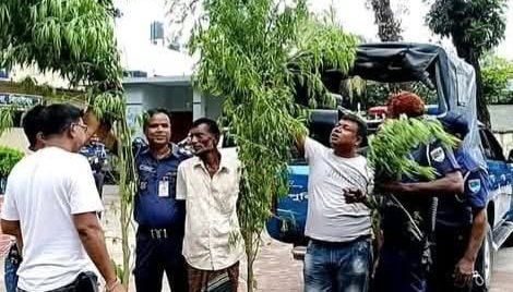কালিগঞ্জ থানা পুলিশের অভিযানে গাঁজার চাষ করার অপরাধে এক জন গ্রেফতার
