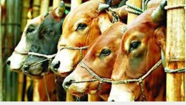 কক্সবাজারে কোরবানির  পশুর হাট বসছে ৯৪টি