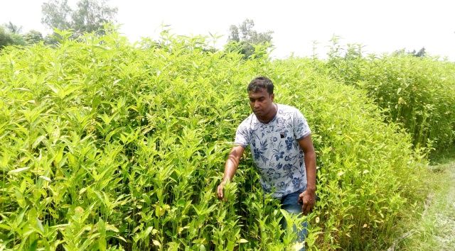 আত্রাইয়ে পাট চাষে দিন দিন আগ্রহ হারাচ্ছেন কৃষকরা