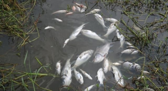 সৈয়দপুরে শত্রুতার জেরে ৮০ হাজার টাকার মাছ নিধন