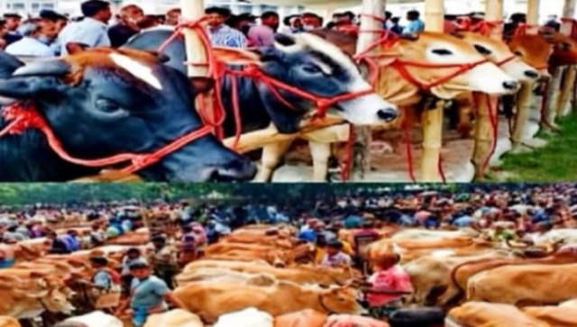 নাসিরনগরে জমে উঠেছে কোরবানির পশুর হাট