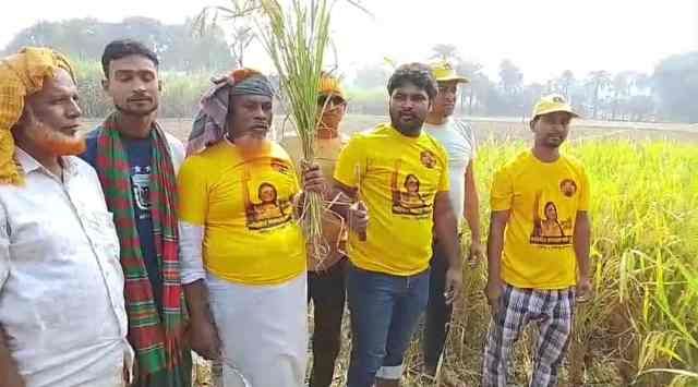 লালপুরে ব্যারিস্টার ফারজানা শারমিন পুতুলের উদ্যোগে ধান কাটা উৎসব