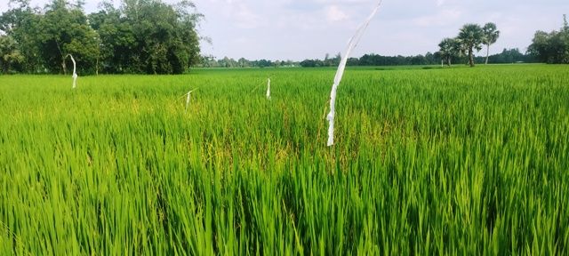 তানোরে আমন ধানে কয়েক প্রকার রোগ দিশেহারা চাষীরা