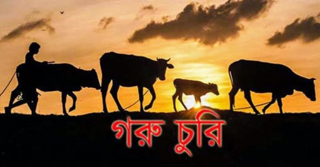 তানোরে গভীর রাতে বাড়ির খামার থেকে ৬ টি গরু চুরি