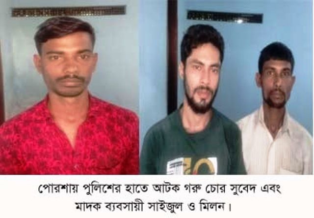 পোরশায় গরু চোরসহ দুই মাদক ব্যবসায়ী আটক