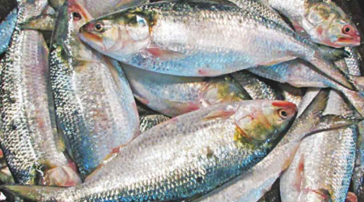 ৫৮ দিনের নিষেধাজ্ঞা বঙ্গোপসাগরে মাছ ধরায়