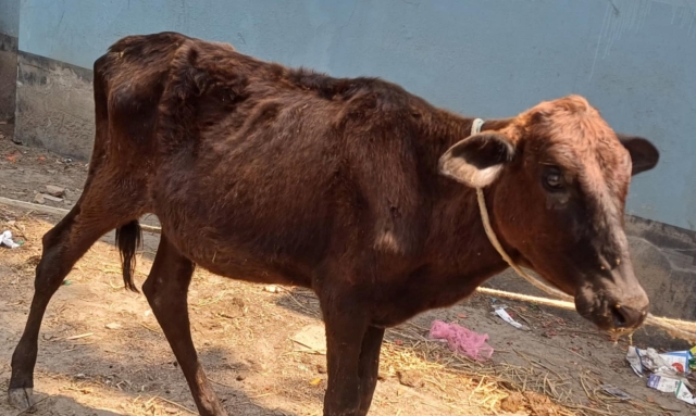 তানোরে রুগ্ন গরু বিতরণ ক্ষুব্ধ উপকার ভোগীরা