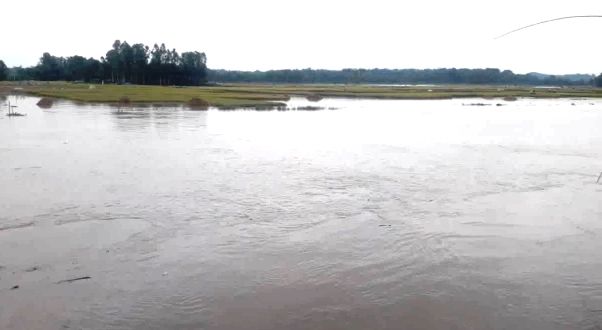 কুড়িগ্রামের রৌমারীর নিম্নাঞ্চলের  ডুবে গেছে ১ হাজার হেক্টর পাকা বোরোর খেত