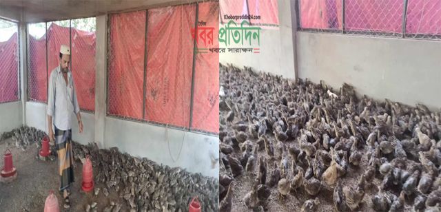 কোয়েল পাখির খামার করে নবীনগর সাহার পাড়ের আলি হোসেন স্বাবলম্বী