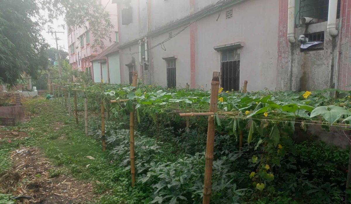 আশুলিয়ায় কবরস্থানের সীমানা বিরোধের জেরে গাছপালা কেটে ফসল নষ্ট করছে প্রতিপক্ষ