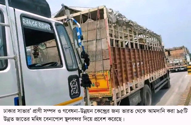 সাভার প্রাণী সম্পদ ও গবেষনা-উন্নয়ন কেন্দ্রের জন্য ভারত থেকে আমদানি হলো ৯৫টি মহিষ