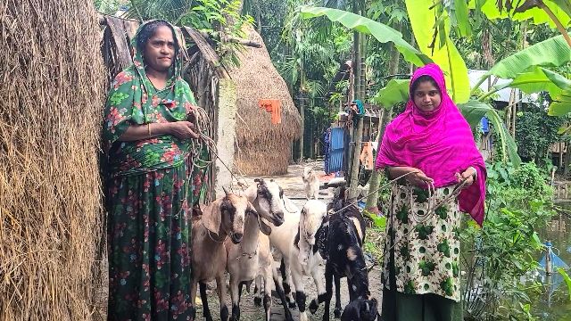 ভোলায় মাচা পদ্ধতিতে ছাগল পালনের সাফল্যে অনুপ্রাণিত হাজারো নারী
