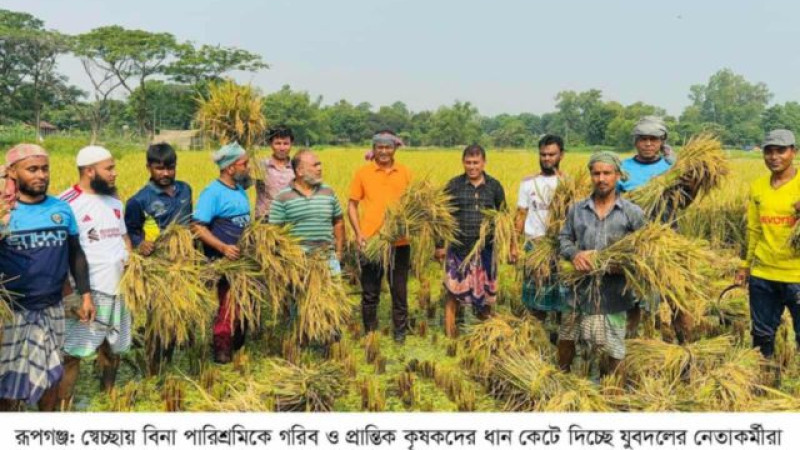 রূপগঞ্জে গরিব ও প্রান্তিক কৃষকের ধান কেটে দিচ্ছেন রূপগঞ্জ উপজেলা যুবদল