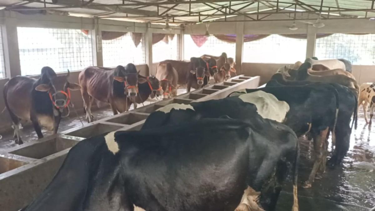 কোরবানির ঈদকে সামনে রেখে পশু লালন পালনে ব্যস্ত সময় পার করছেন নবীনগর ওয়ারুক গ্রামের খামারি