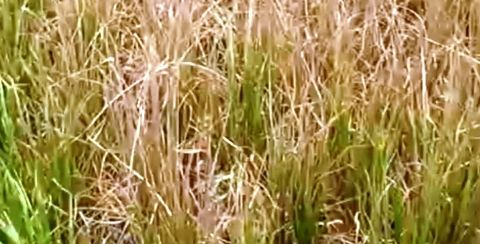 তানোরে আদালতের আদেশ অমান্য করে জমির পাকা ধান পুড়িয়ে দেয়ার অভিযোগ