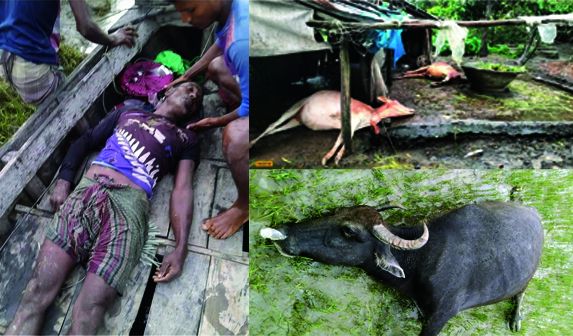 ভোলার মনপুরায় বজ্রপাতে কাঁকড়া শিকারীসহ ৮ গরু-মহিষের মৃত্যু