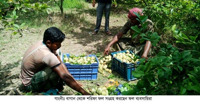 গাংনী; শরীফা চাষি বাহাউদ্দীনের সফলতার গল্প