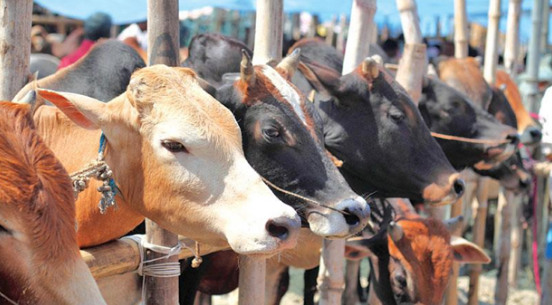 পশ্চিমবঙ্গে অনুমতি ছাড়া গরু-মহিষ জবাই করা যাবে না