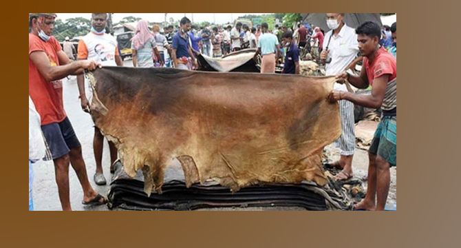 কোরবানির পশুর চামড়ার মূল্য নির্ধারণ করে দিলো সরকার